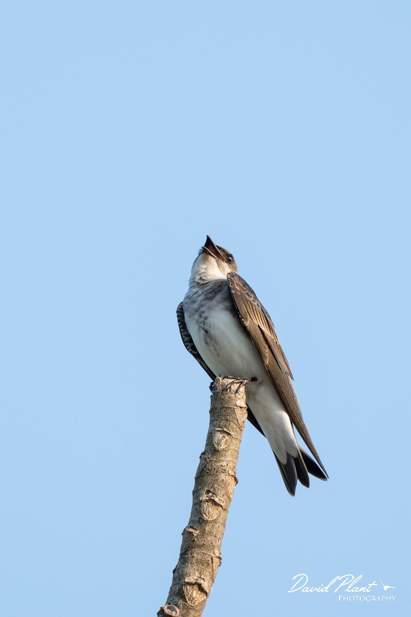 DPPhotography - Pantanal - Brown-chested martin - C.jpg - Brown-chested martin - Pantanal, Brazil