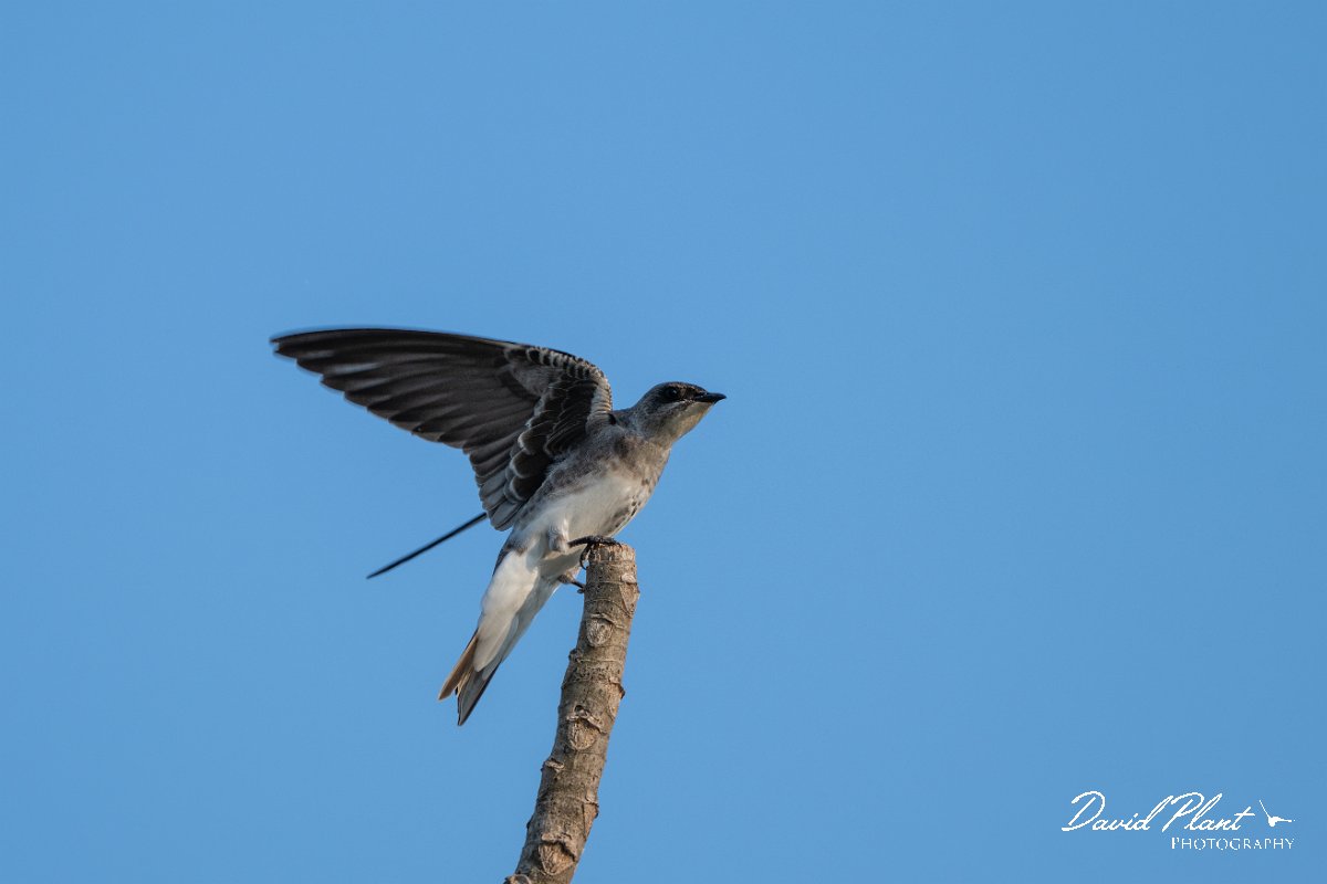 DPPhotography - Pantanal - Brown-chested martin - E.jpg - Brown-chested martin - Pantanal, Brazil