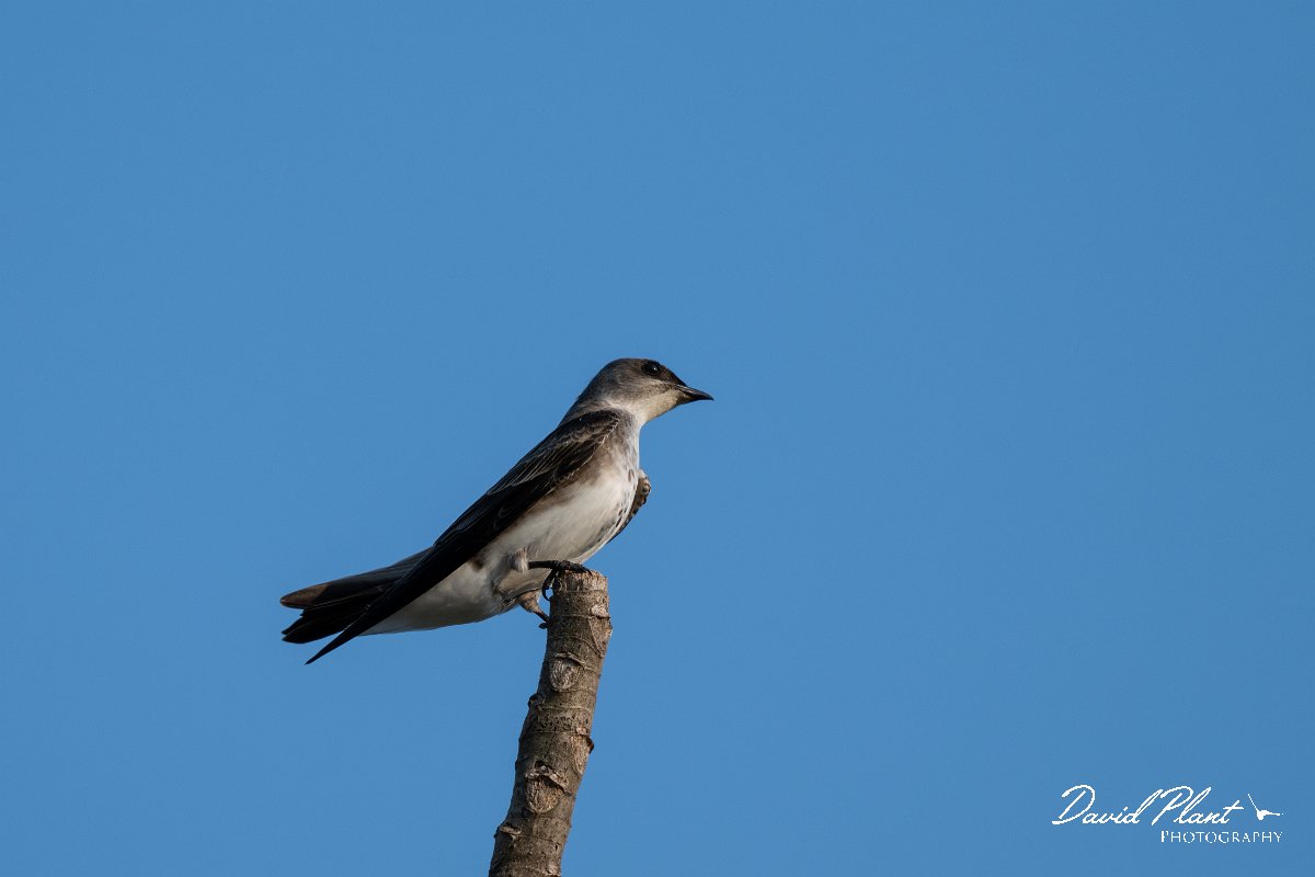 DPPhotography - Pantanal - Brown-chested martin - F.jpg - Brown-chested martin - Pantanal, Brazil