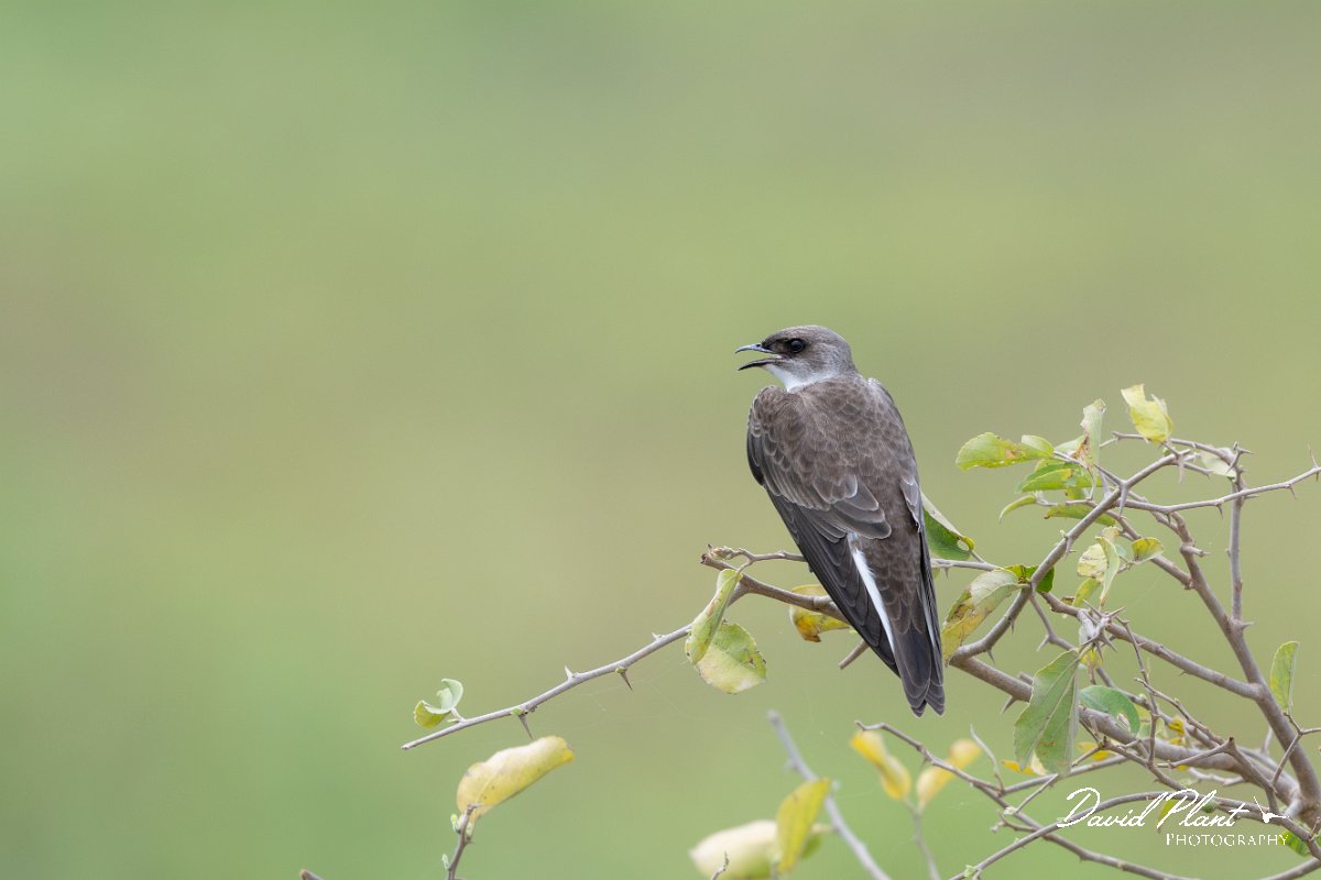 DPPhotography - Pantanal - Brown-chested martin - G.jpg - Brown-chested martin - Transpantaneira, Brazil