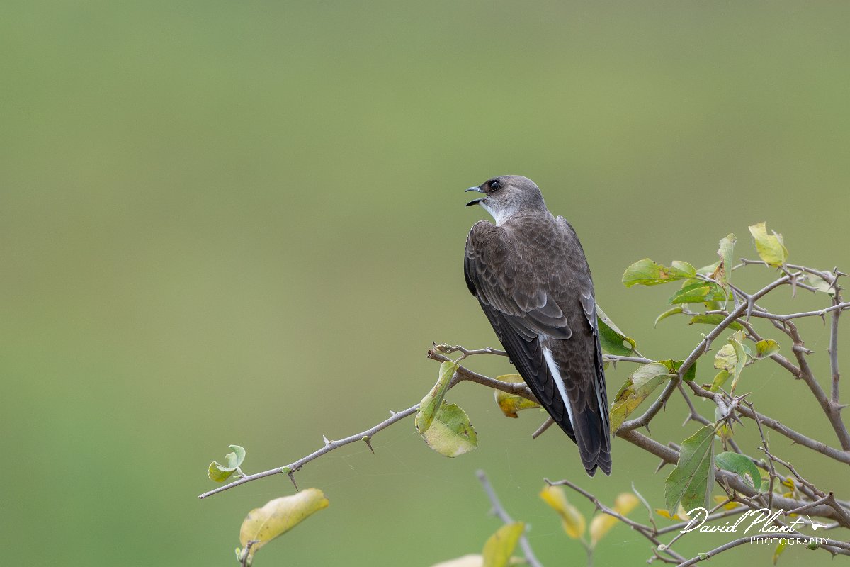 DPPhotography - Pantanal - Brown-chested martin - H.jpg - Brown-chested martin - Transpantaneira, Brazil