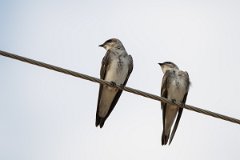 DPPhotography - Pantanal - Brown-chested martin - A