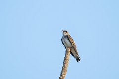 DPPhotography - Pantanal - Brown-chested martin - B