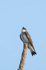 DPPhotography - Pantanal - Brown-chested martin - C