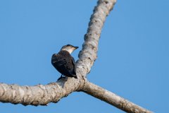 DPPhotography - Pantanal - Brown-chested martin - D