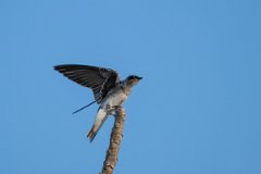 DPPhotography - Pantanal - Brown-chested martin - E