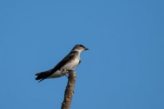 DPPhotography - Pantanal - Brown-chested martin - F