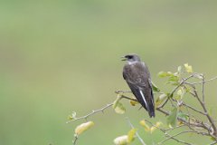 DPPhotography - Pantanal - Brown-chested martin - G