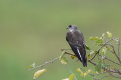 DPPhotography - Pantanal - Brown-chested martin - H