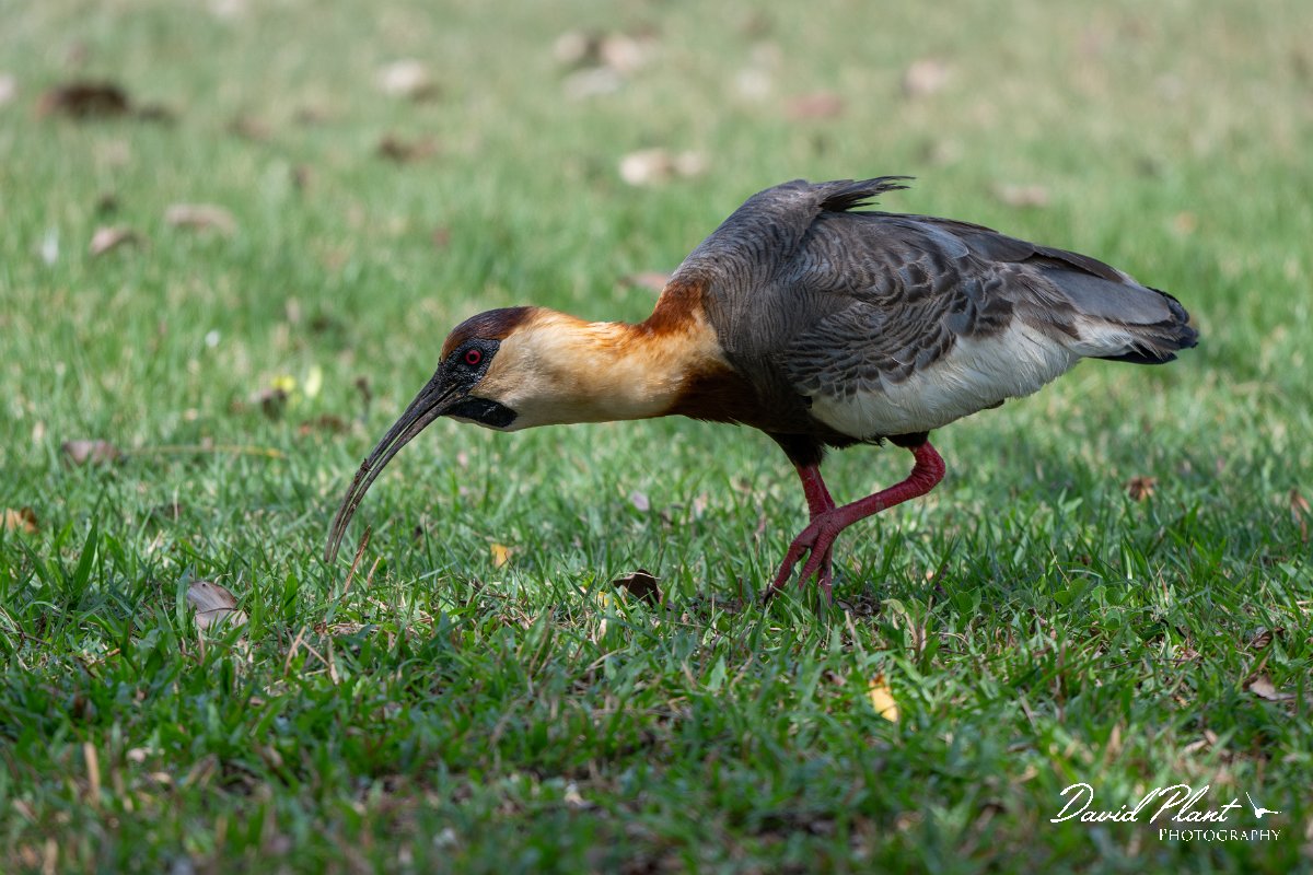 DPPhotography - Pantanal - Buff-necked ibis - D.jpg - Buff-necked ibis - Pantanal, Brazil