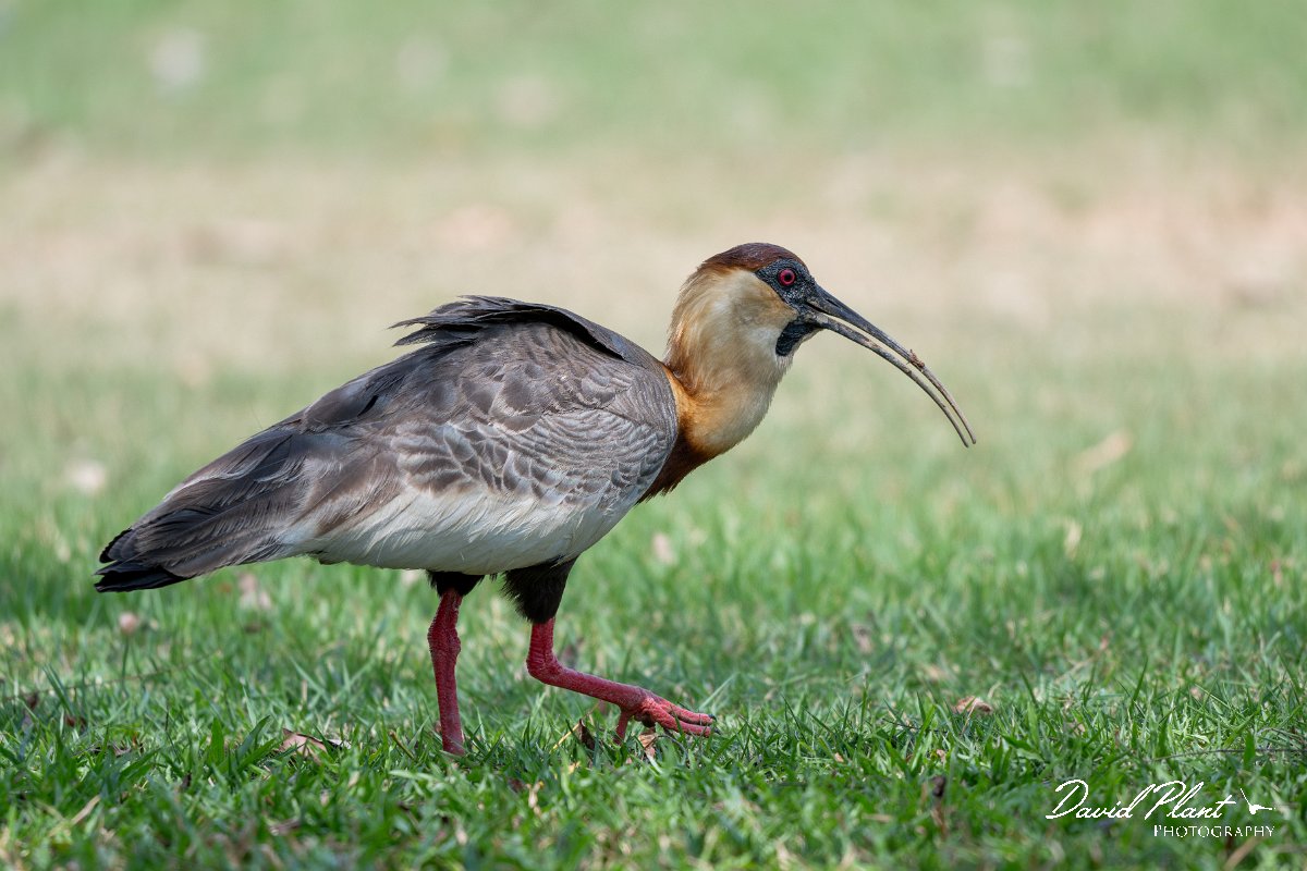 DPPhotography - Pantanal - Buff-necked ibis - E.jpg - Buff-necked ibis - Pantanal, Brazil