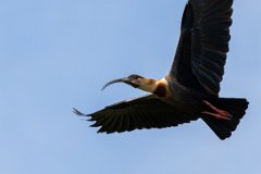 DPPhotography - Pantanal - Buff-necked ibis - A