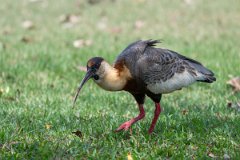 DPPhotography - Pantanal - Buff-necked ibis - C