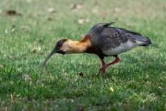 DPPhotography - Pantanal - Buff-necked ibis - D