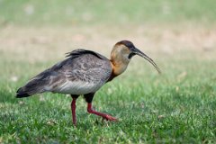 DPPhotography - Pantanal - Buff-necked ibis - E