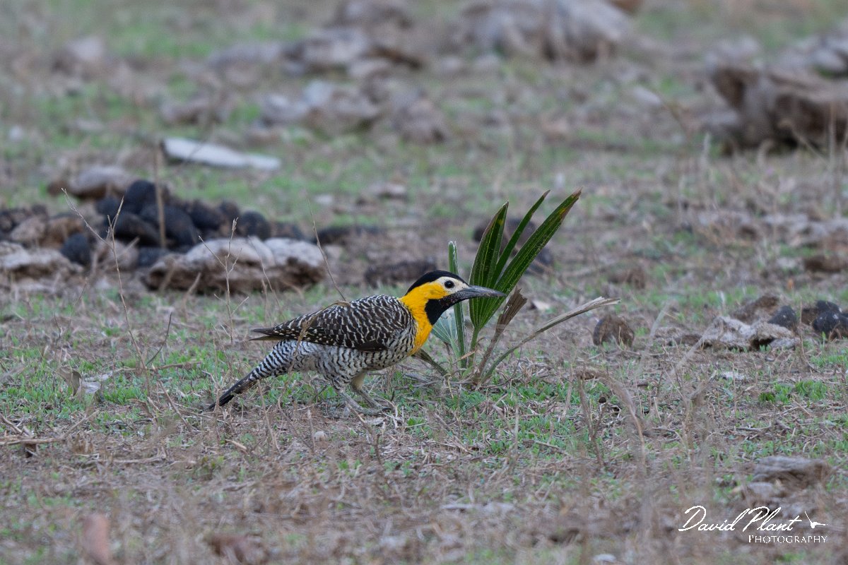 DPPhotography - Pantanal - Campo flicker - A.jpg - Campo flicker - Pantanal, Brazil