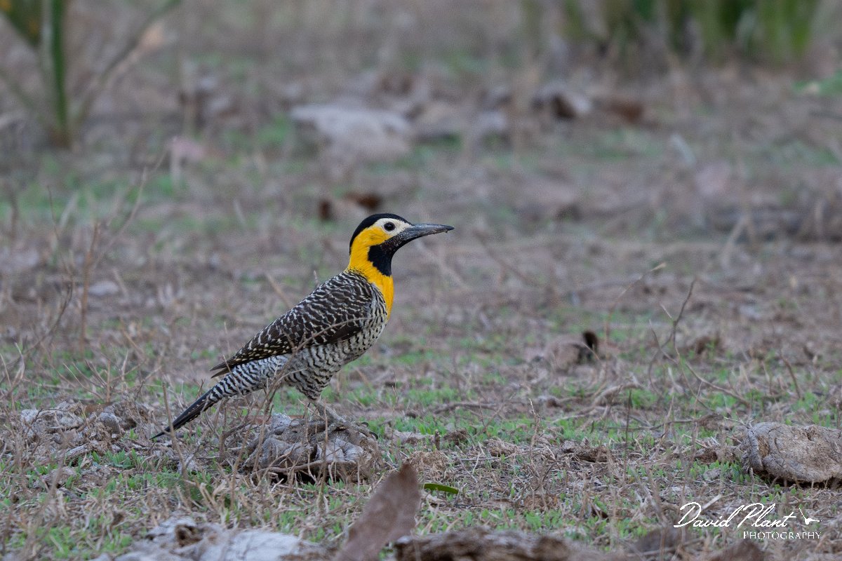 DPPhotography - Pantanal - Campo flicker - B.jpg - Campo flicker - Pantanal, Brazil
