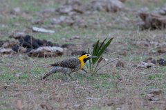 DPPhotography - Pantanal - Campo flicker - A