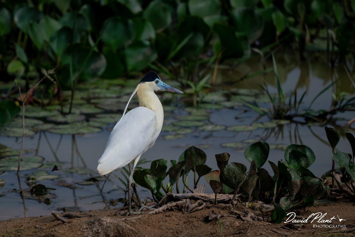 DPPhotography - Pantanal - Capped heron - A.jpg - Capped heron - Transpantaneira, Brazil