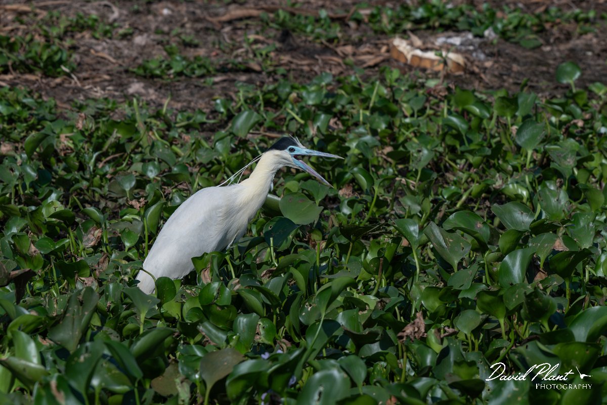 DPPhotography - Pantanal - Capped heron - B.jpg - Capped heron - Transpantaneira, Brazil