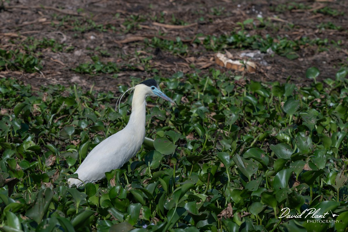 DPPhotography - Pantanal - Capped heron - D.jpg - Capped heron - Transpantaneira, Brazil