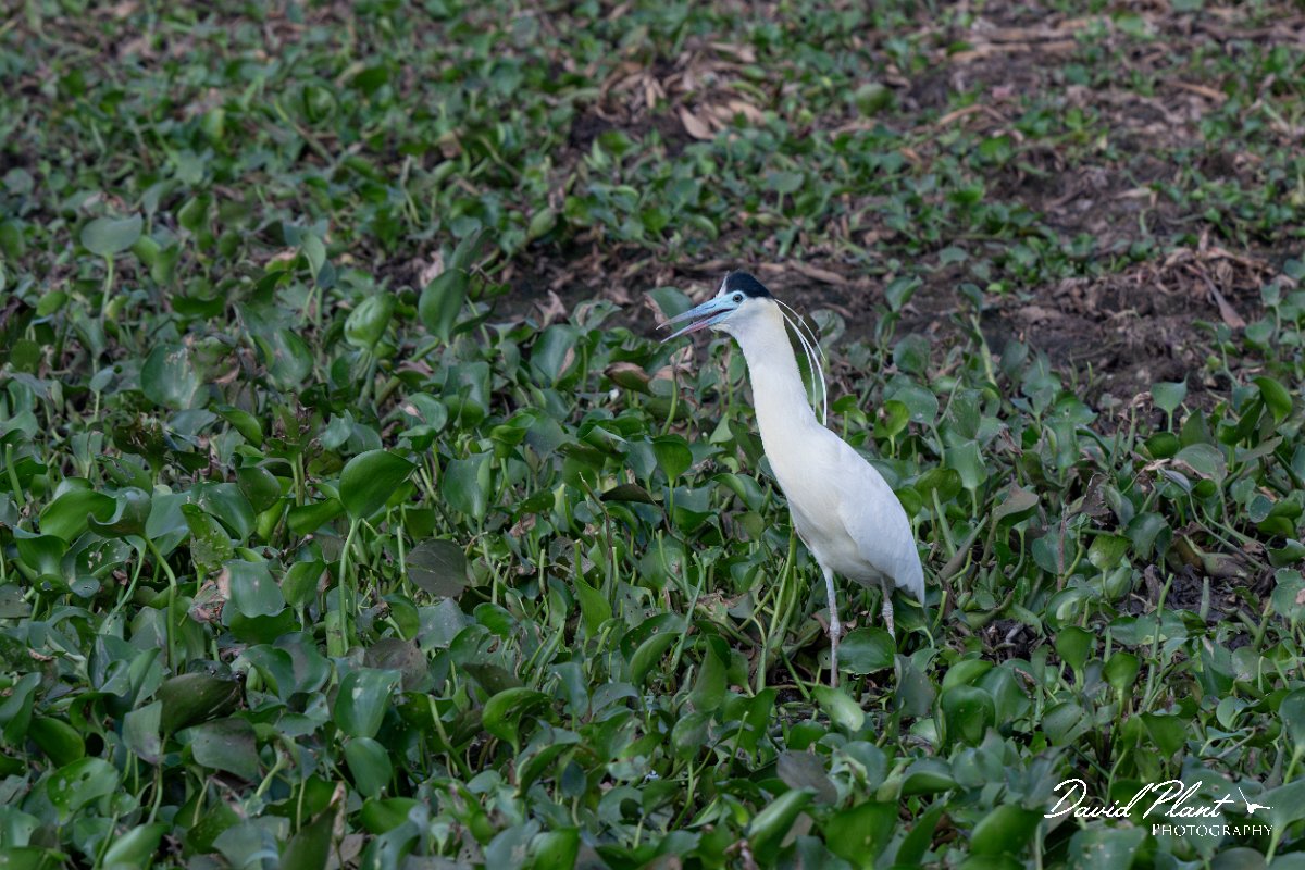 DPPhotography - Pantanal - Capped heron - E.jpg - Capped heron - Transpantaneira, Brazil