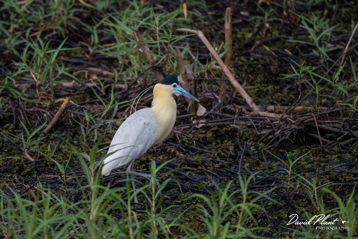 DPPhotography - Pantanal - Capped heron - F.jpg - Capped heron - Transpantaneira, Brazil