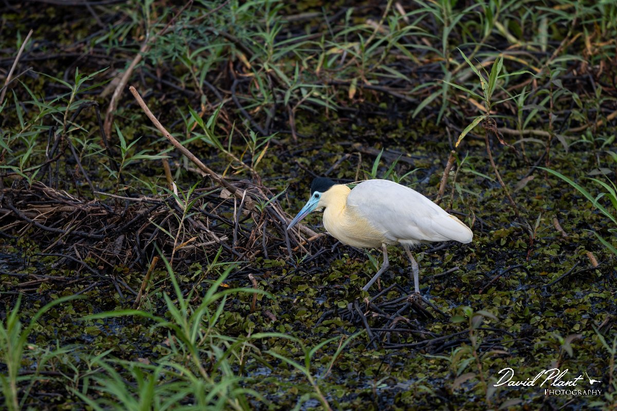 DPPhotography - Pantanal - Capped heron - H.jpg - Capped heron - Transpantaneira, Brazil