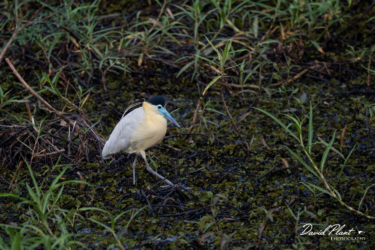 DPPhotography - Pantanal - Capped heron - I.jpg - Capped heron - Transpantaneira, Brazil