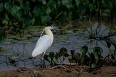 DPPhotography - Pantanal - Capped heron - A