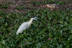 DPPhotography - Pantanal - Capped heron - B