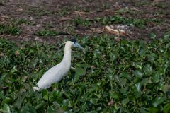 DPPhotography - Pantanal - Capped heron - D