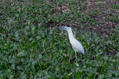 DPPhotography - Pantanal - Capped heron - E