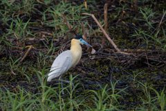 DPPhotography - Pantanal - Capped heron - F