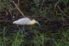 DPPhotography - Pantanal - Capped heron - G