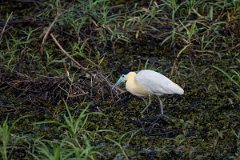 DPPhotography - Pantanal - Capped heron - H