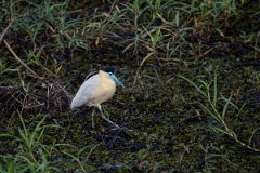 DPPhotography - Pantanal - Capped heron - I
