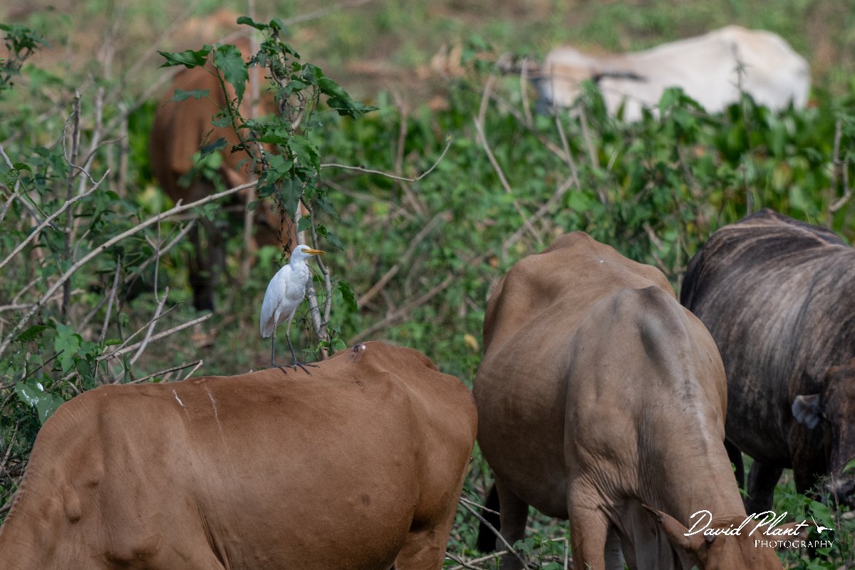 DPPhotography - Pantanal - Cattle egret - A.jpg - Cattle egret - Transpantaneira, Brazil