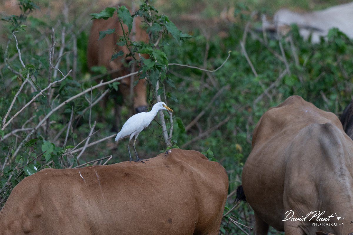 DPPhotography - Pantanal - Cattle egret - B.jpg - Cattle egret - Transpantaneira, Brazil