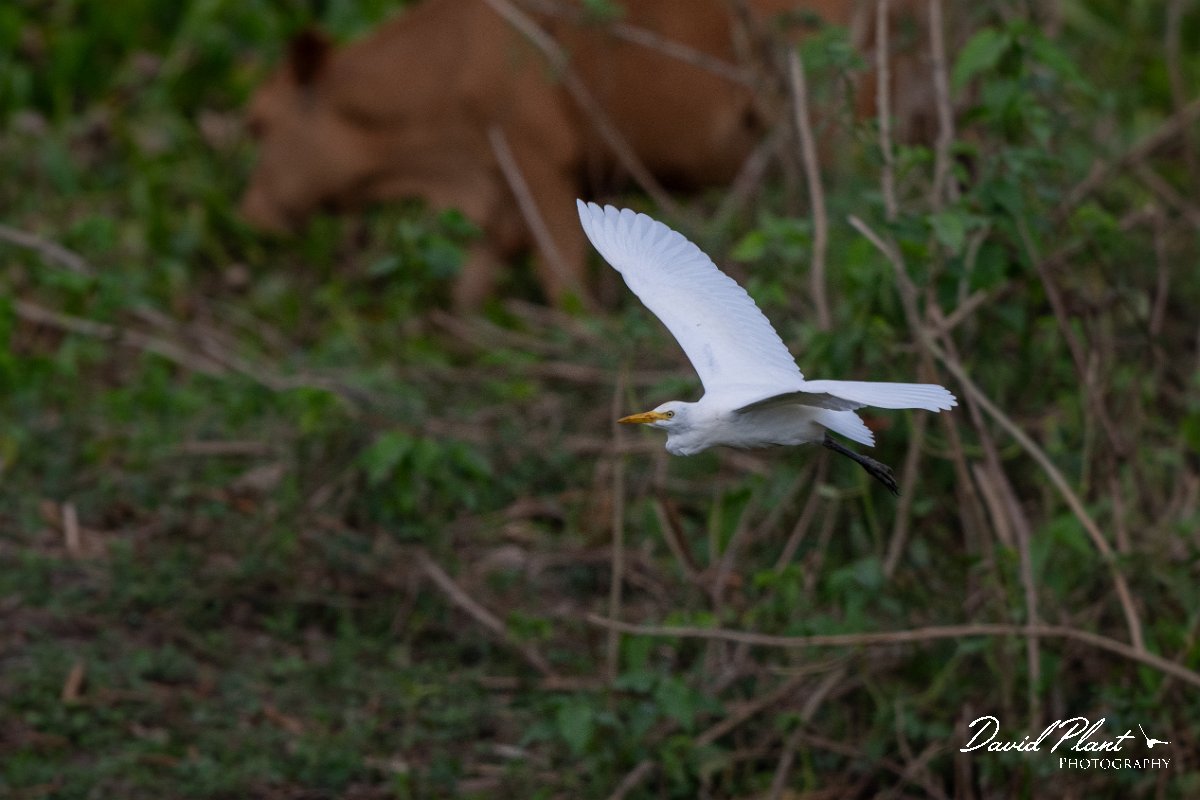 DPPhotography - Pantanal - Cattle egret - C.jpg - Cattle egret - Transpantaneira, Brazil