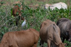 DPPhotography - Pantanal - Cattle egret - A