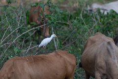 DPPhotography - Pantanal - Cattle egret - B
