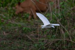 DPPhotography - Pantanal - Cattle egret - C
