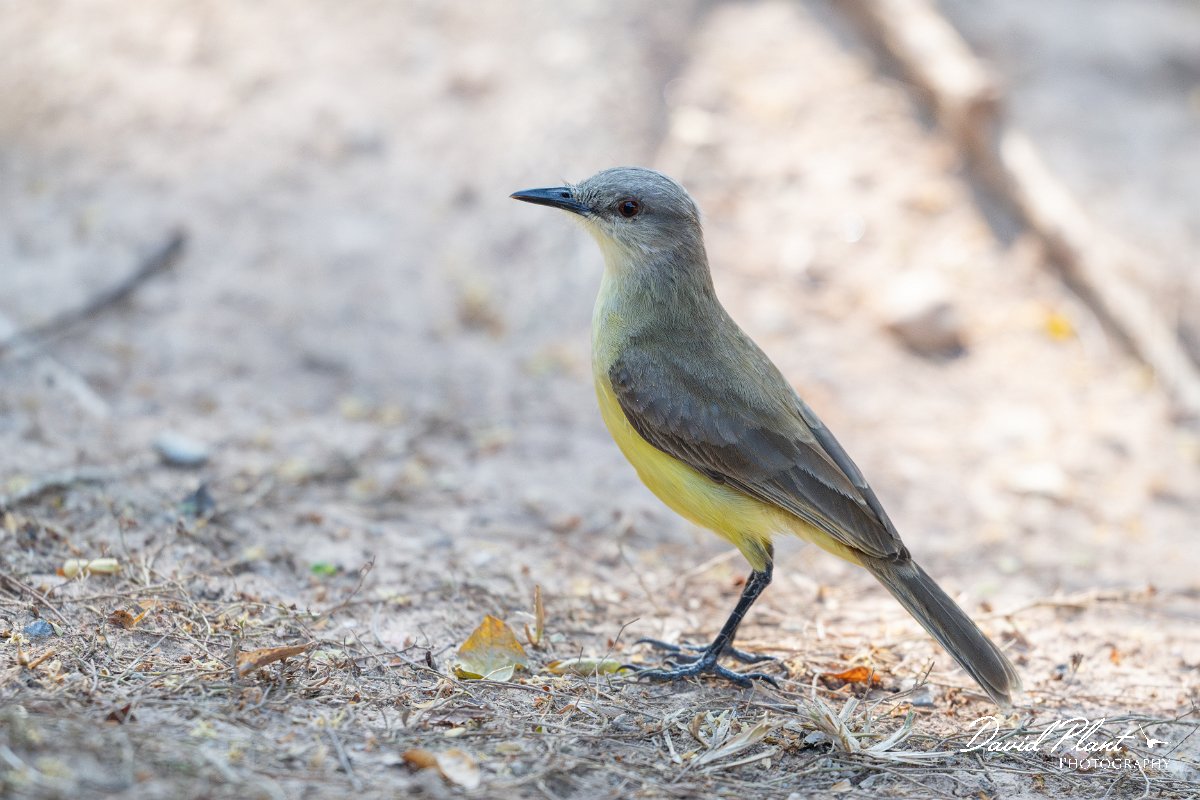 DPPhotography - Pantanal - Cattle tyrant - A.jpg - Cattle tyrant - Pantanal, Brazil