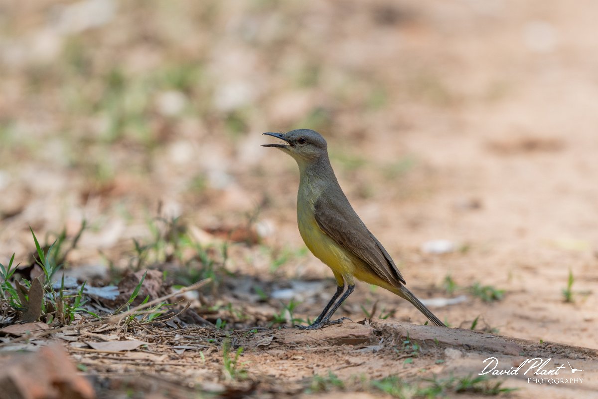 DPPhotography - Pantanal - Cattle tyrant - D.jpg - Cattle tyrant - Pantanal, Brazil