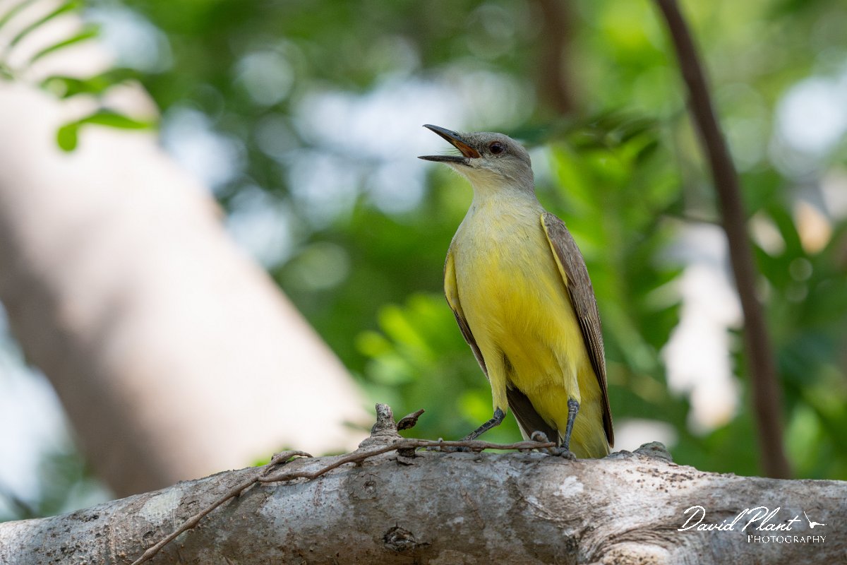 DPPhotography - Pantanal - Cattle tyrant - G.jpg - Cattle tyrant - Pantanal, Brazil