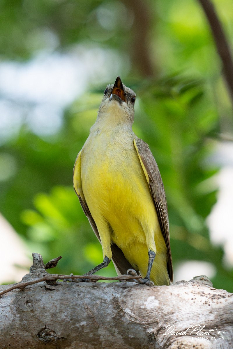 DPPhotography - Pantanal - Cattle tyrant - H.jpg - Cattle tyrant - Pantanal, Brazil