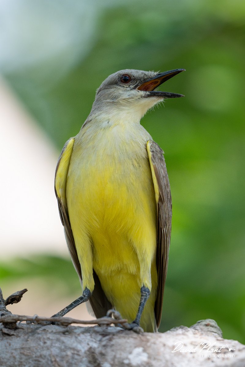 DPPhotography - Pantanal - Cattle tyrant - J.jpg - Cattle tyrant - Pantanal, Brazil