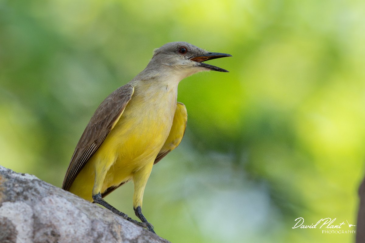 DPPhotography - Pantanal - Cattle tyrant - K.jpg - Cattle tyrant - Pantanal, Brazil