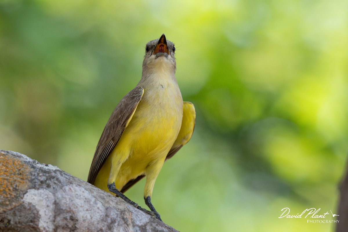 DPPhotography - Pantanal - Cattle tyrant - L.jpg - Cattle tyrant - Pantanal, Brazil